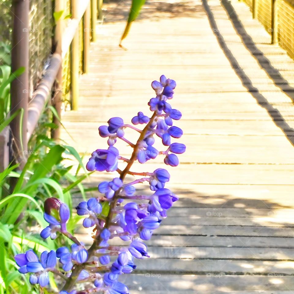 Flowery Path