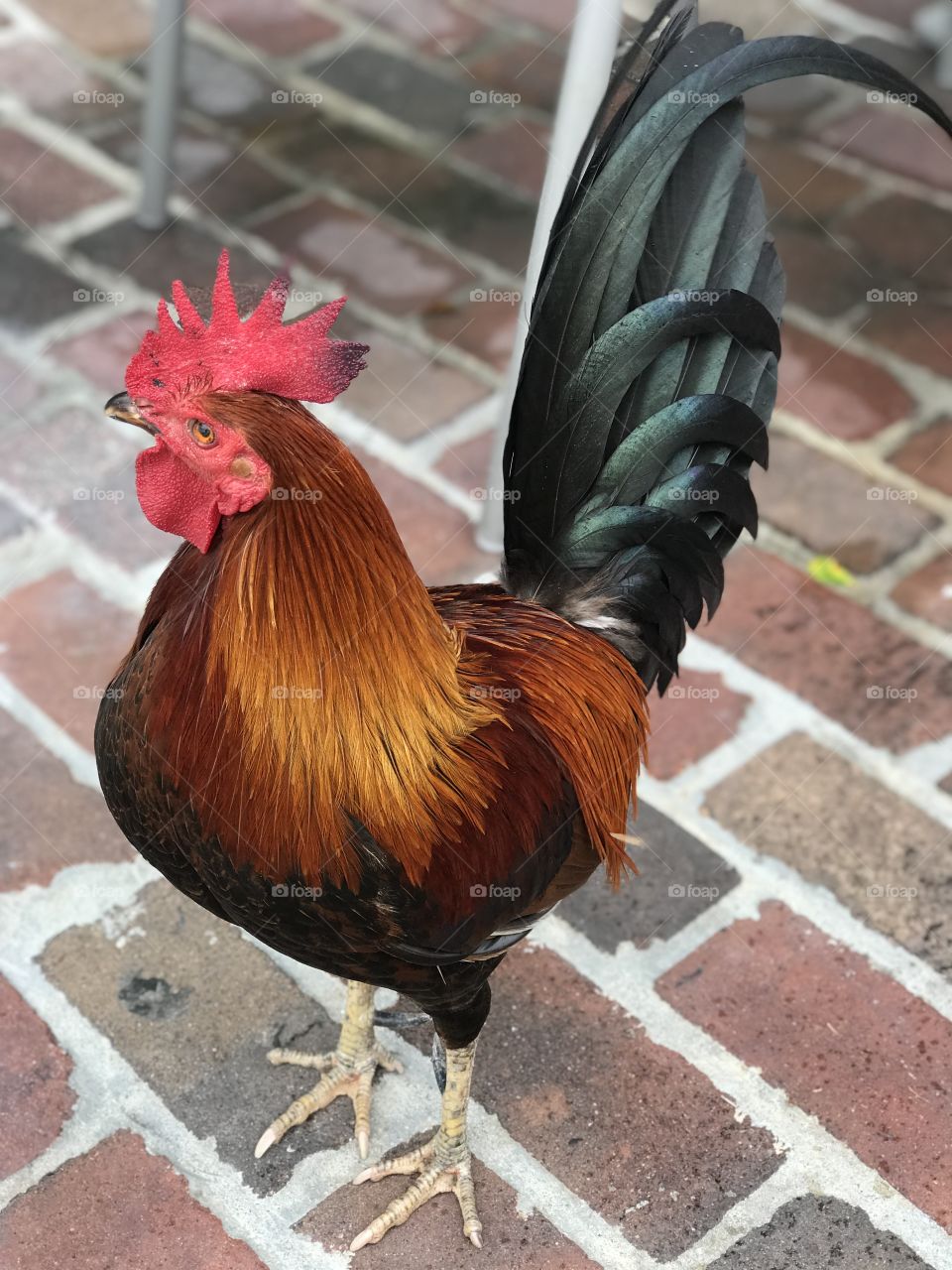 Key West Rooster 
