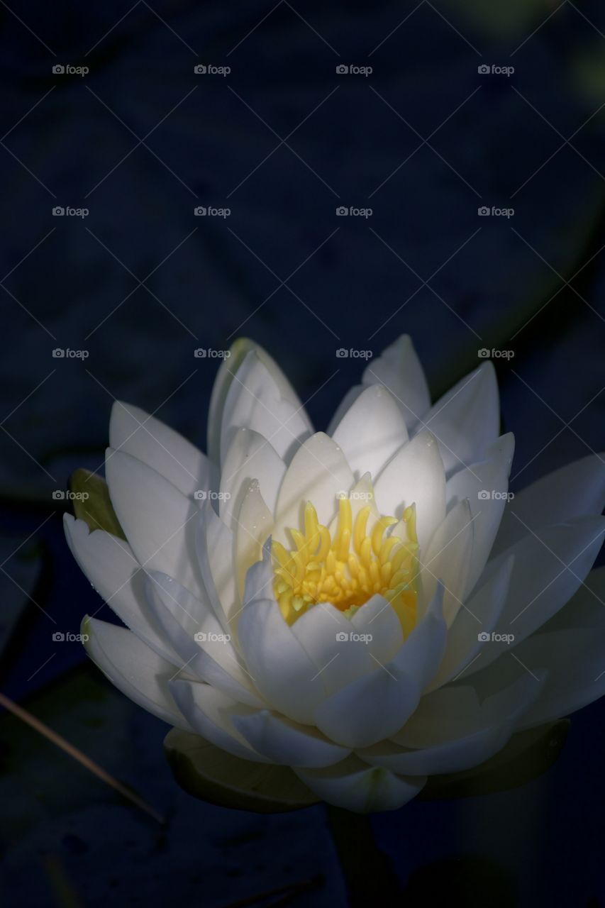 White Lotus 