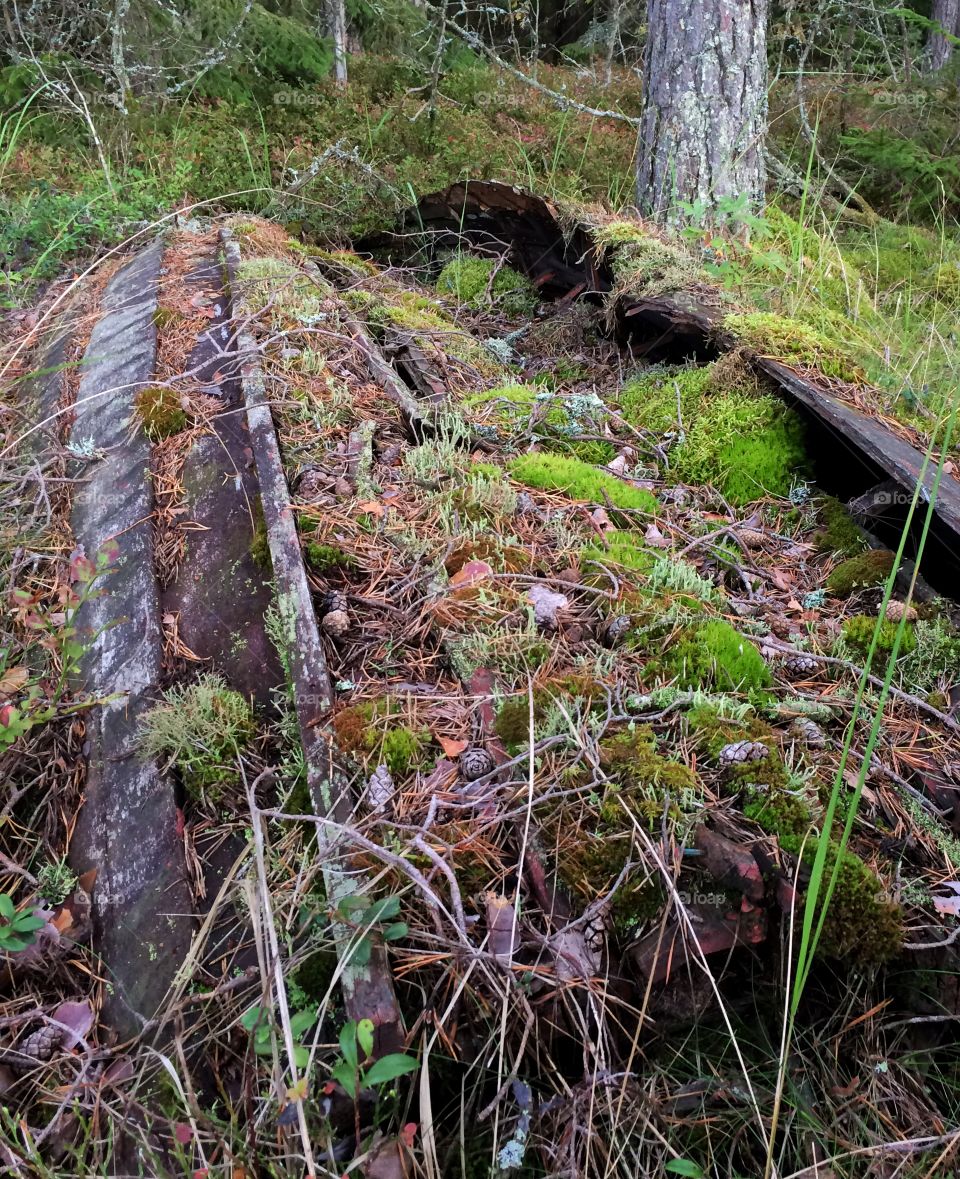 Old boat wreck in the forest