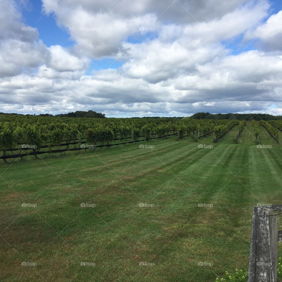 Vineyard long view grass and blue sky
