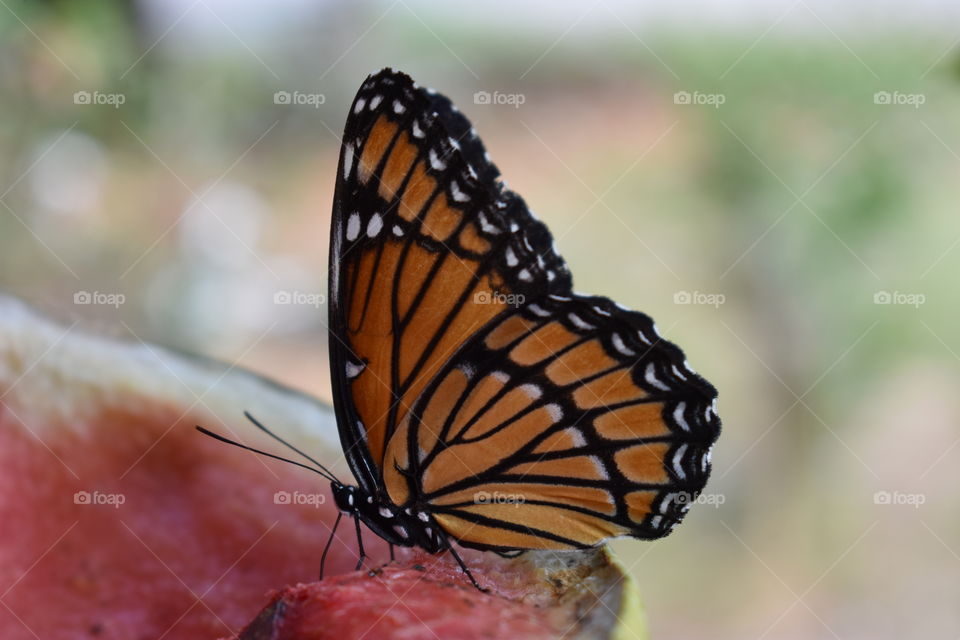 monarch butterfly enjoying a watermelon on a hot day.