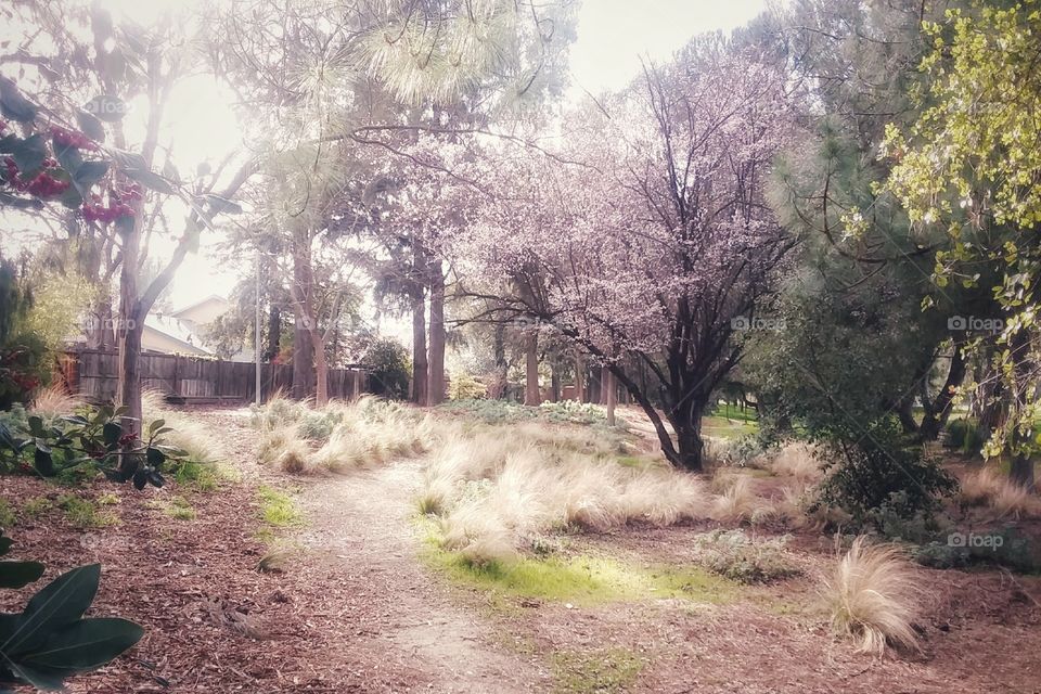 Walking trail in the forest