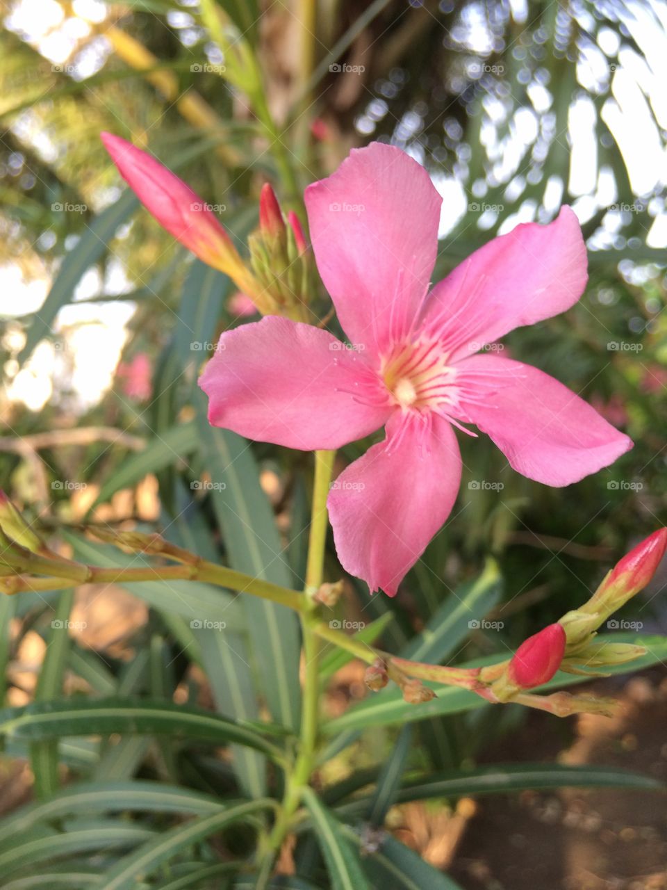 pink flower 