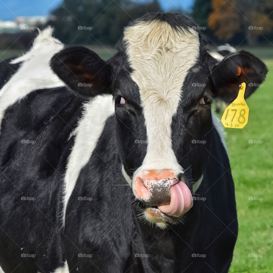 Silly cow with its tongue in its nose