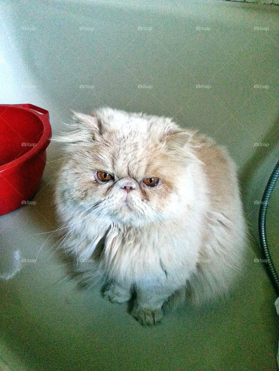persian 