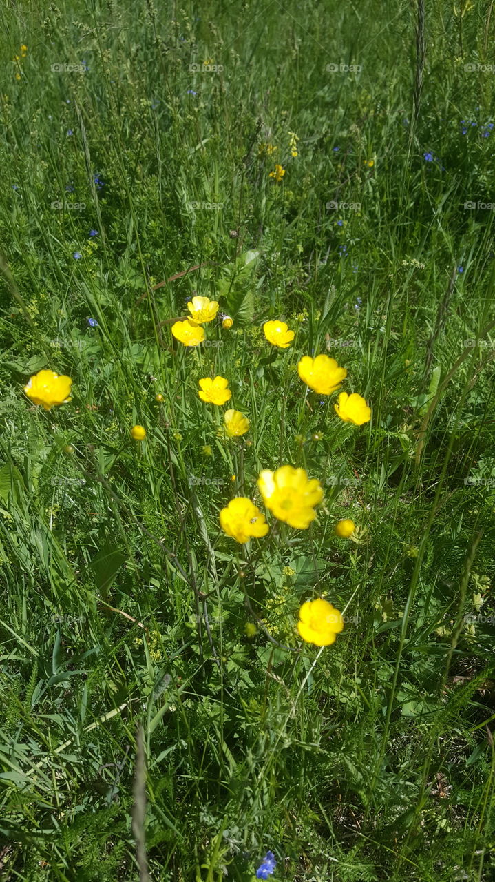 yellow flowers