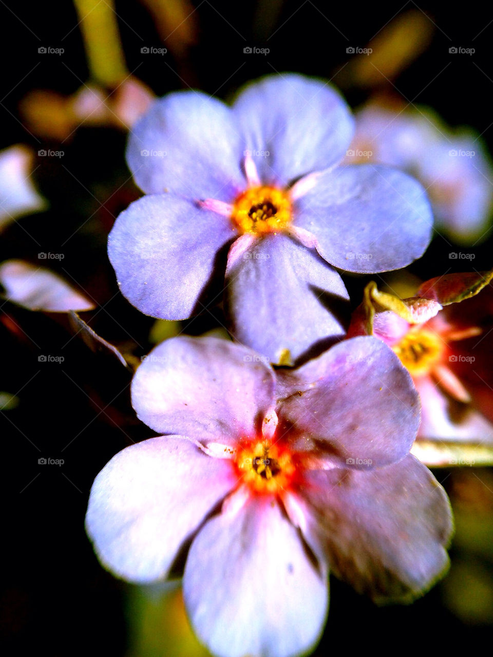 Blue tiny flower collection