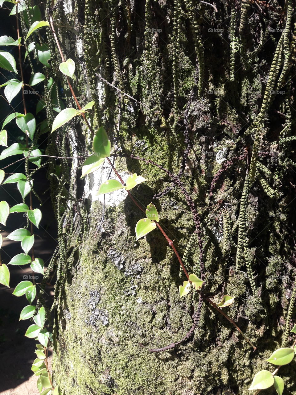 Tree, Wood, Nature, Leaf, Environment