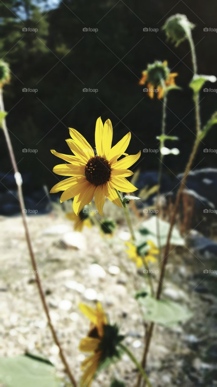 Yellow Daisy. A daisy along the banks of the Payette River in Idaho