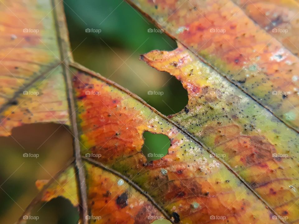 Macro leaf texture background