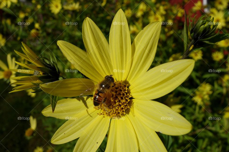 High angle view of bee and sunflower