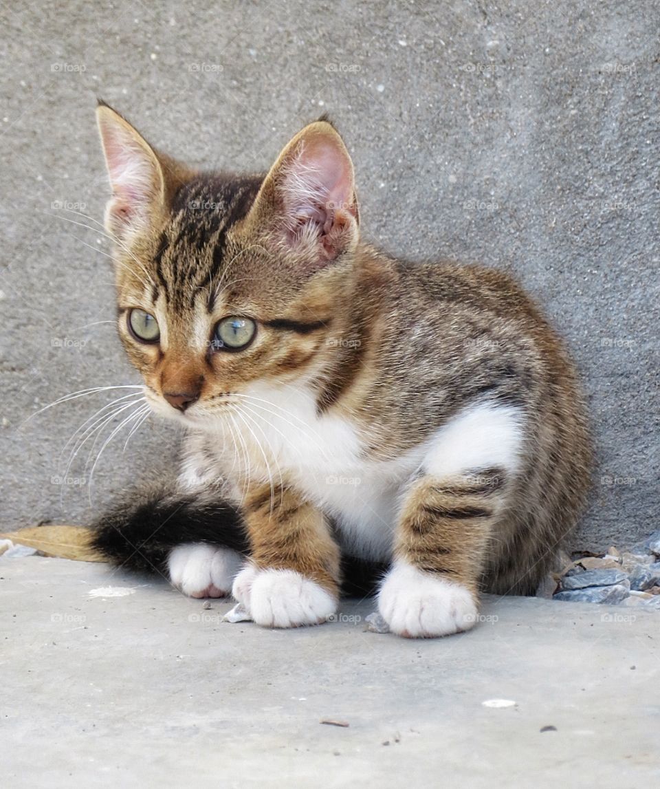 Greek cat Milos Greece