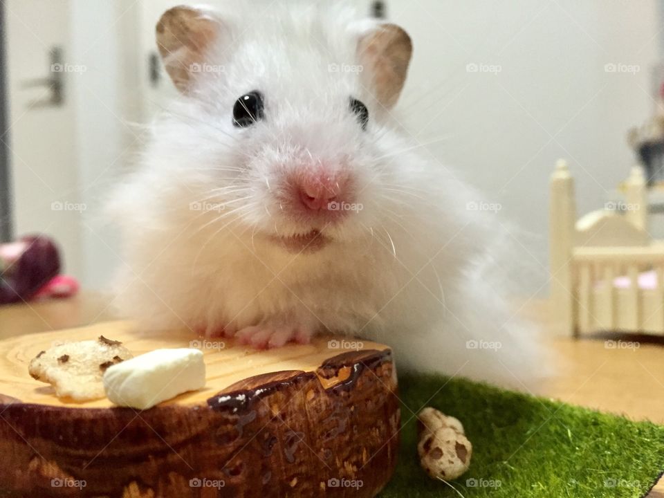 fun animals in our daily life