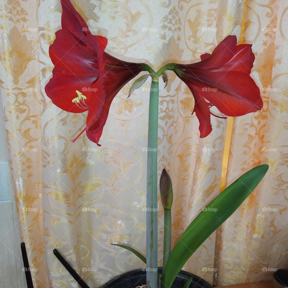 red flower