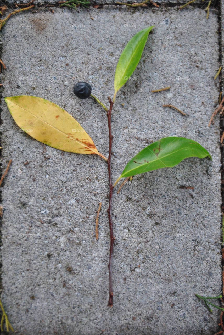 A beautiful branch with leaves on the ground