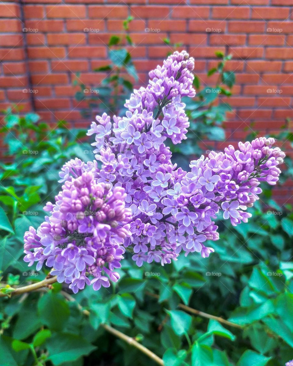 Lilac flowers