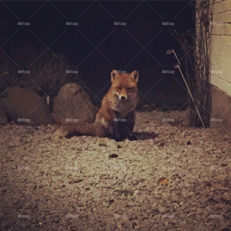 Fox from Gotland