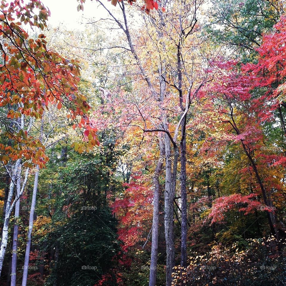 Autumn Mountain Landscape