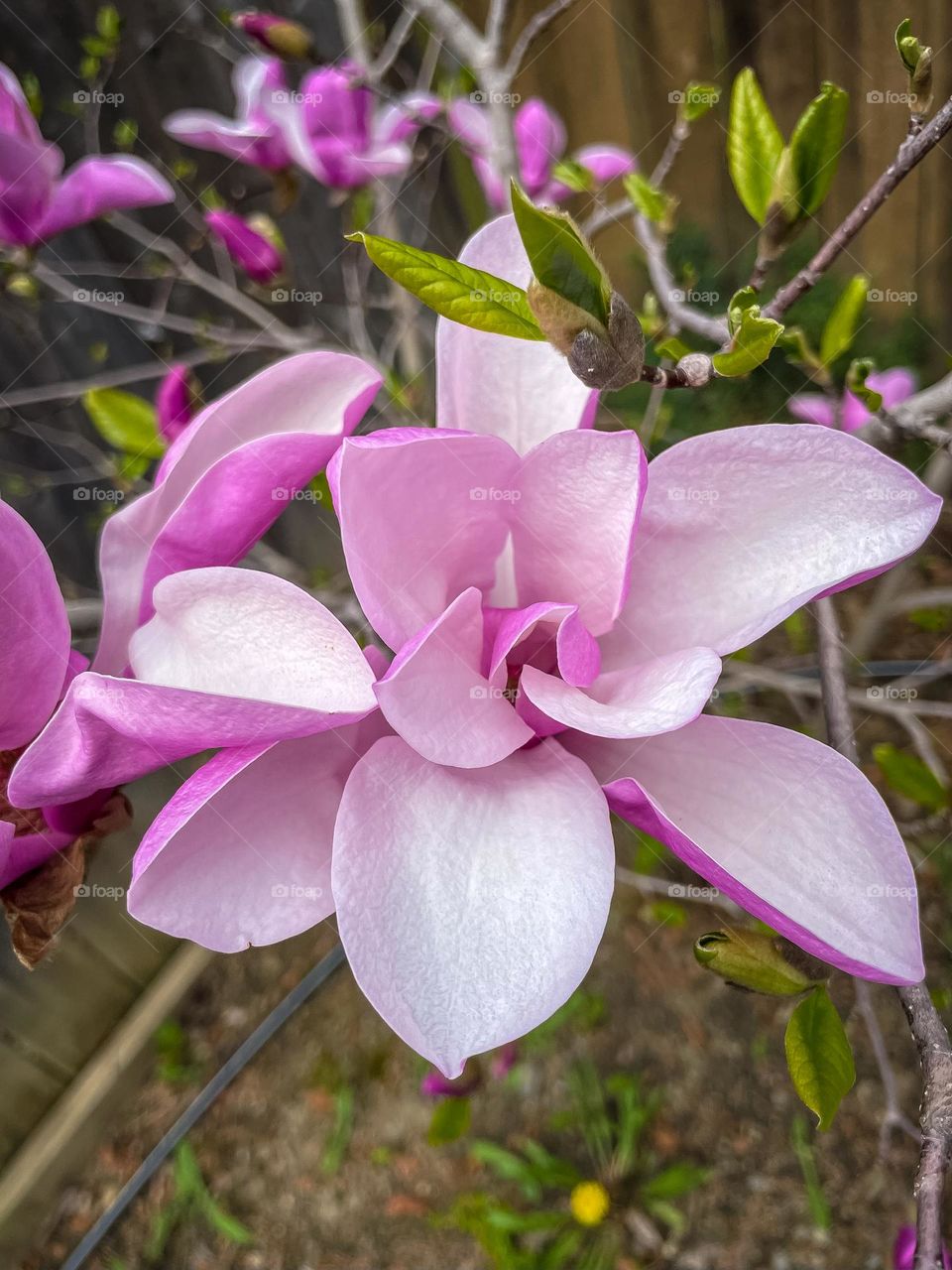 Pastel pink flowers in the garden