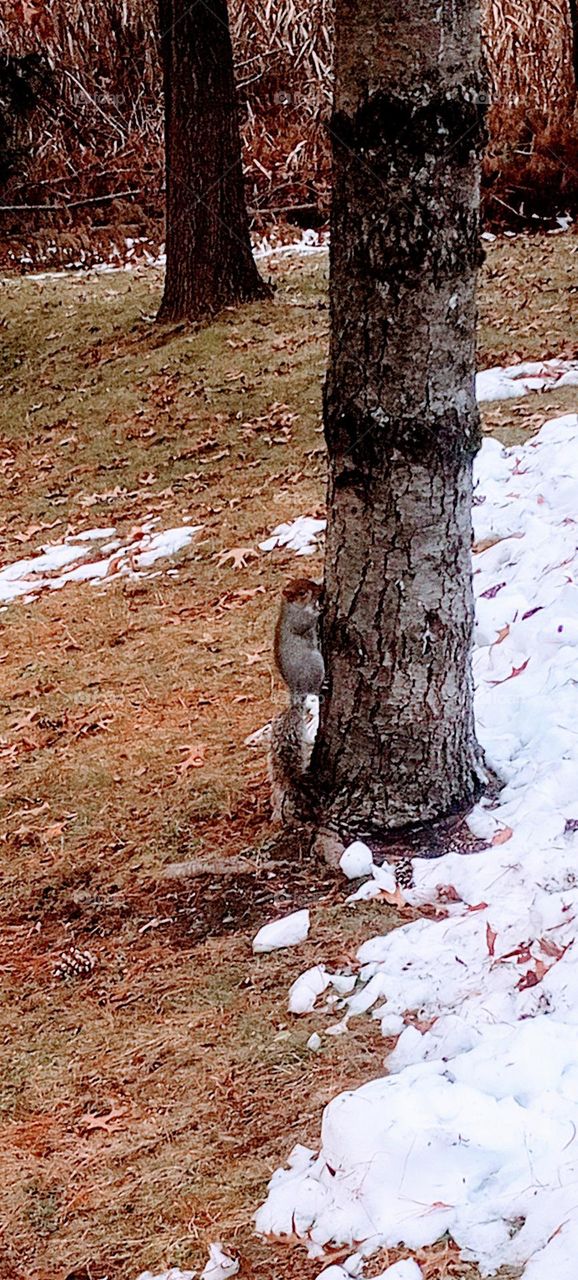 Squirrel at base of Tree