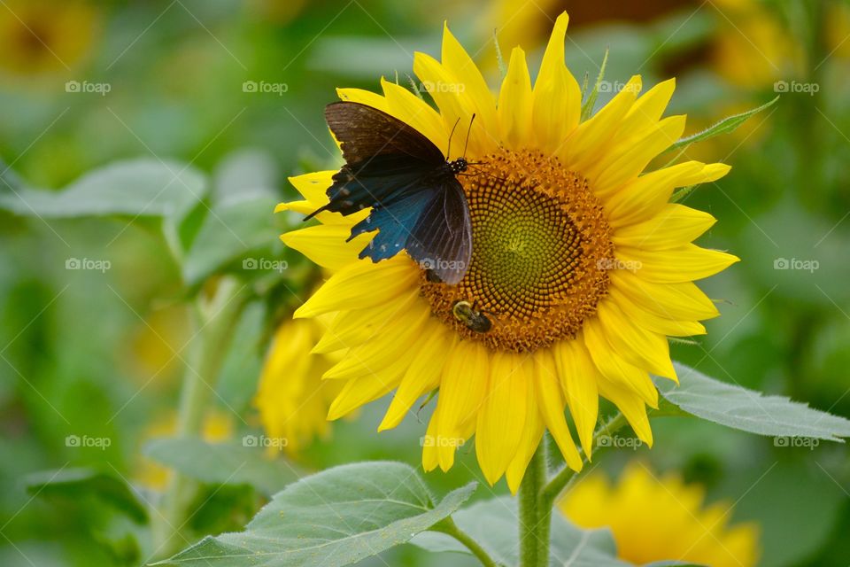 Butterfly and Bee on Sunflower