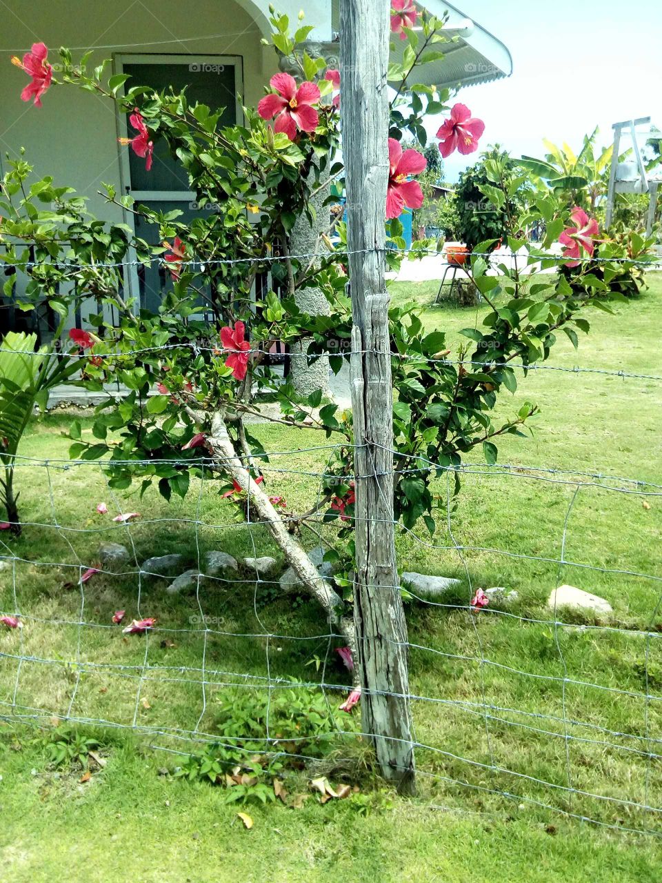 picture is very beautiful to look at and the best way to keep our memory a live and you can all ways go back an the pictures.