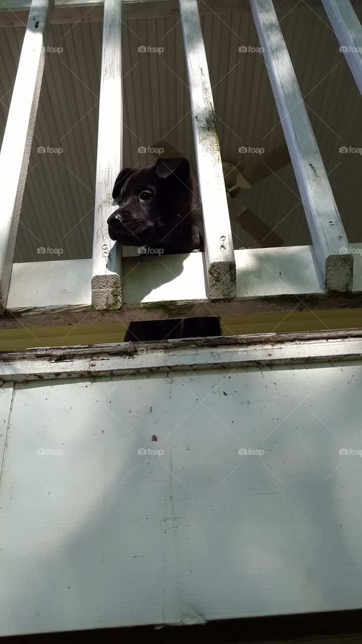 A lab puppy staring out from between the bars of a banister on a deck