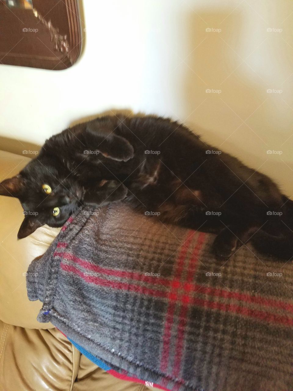 Cat laying on back of couch.