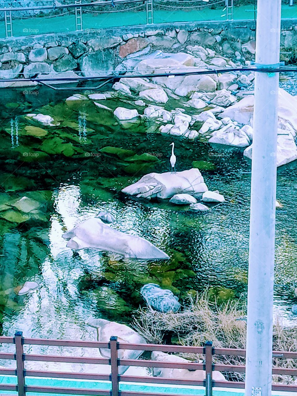 The Big White King Fisher on The Big rock In the River Bank is looking for it's meal for breakfast.