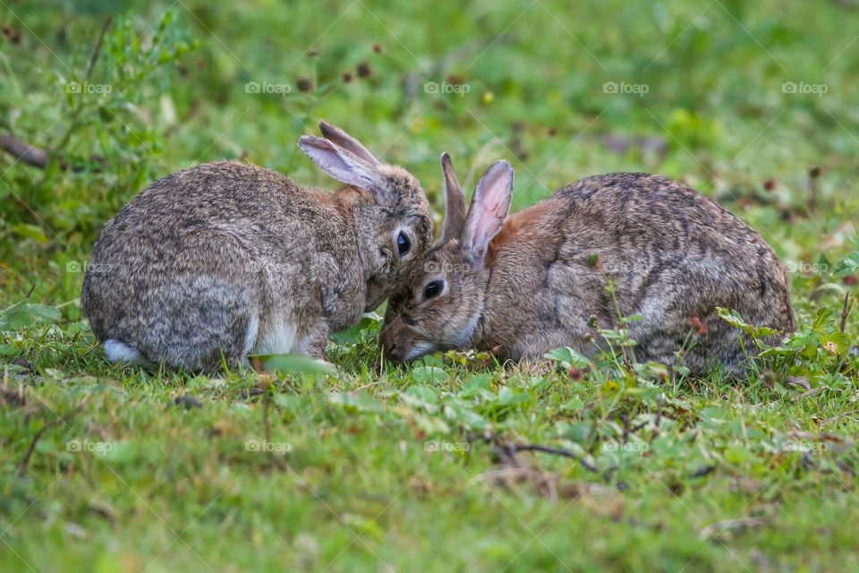 Bunny love