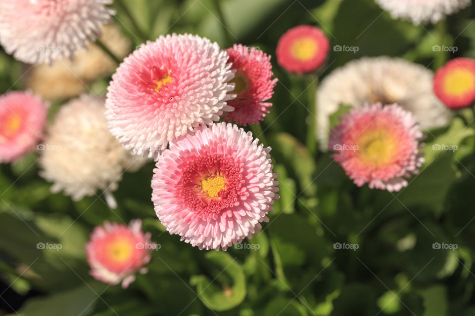 Very beautiful flowers