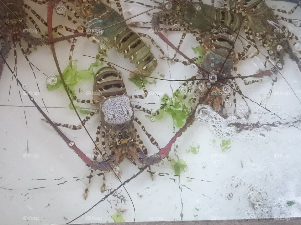 lobsters