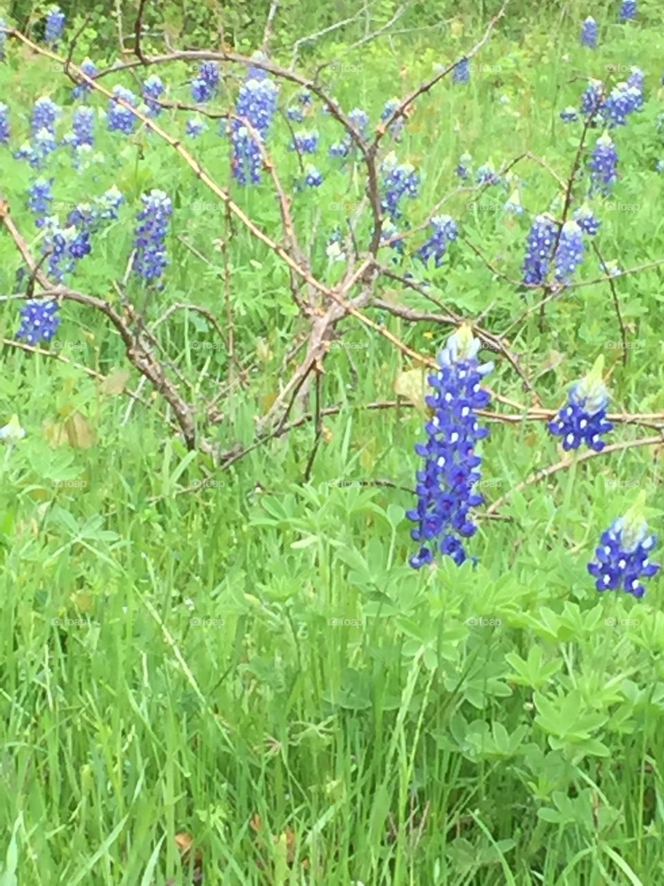 Long Bluebonnet 