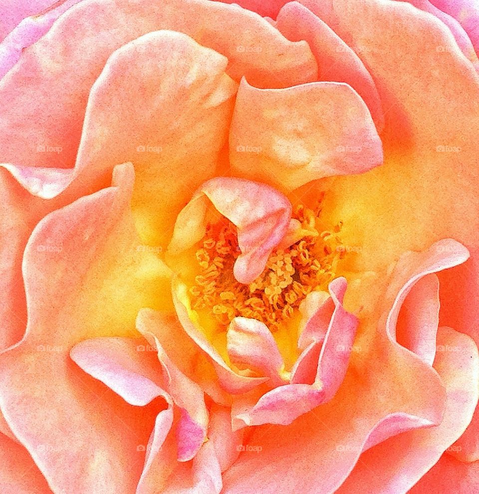 garden yellow pollen pink by hannahdagogo