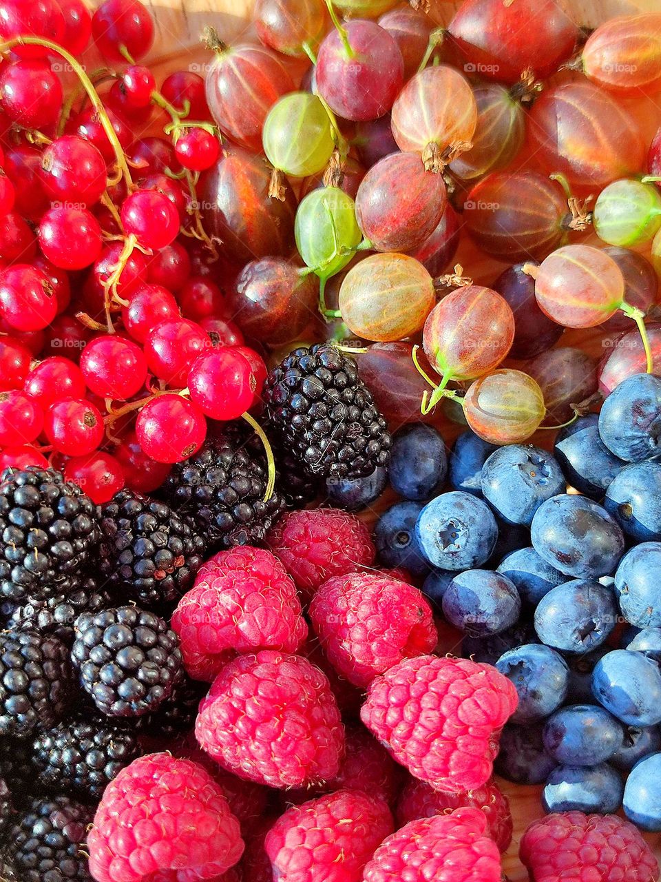 Summer treats. Five kinds of berries: red raspberry; black blackberry; red currants; green gooseberries and black blueberries