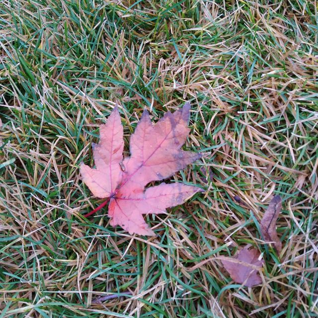 Last leaf