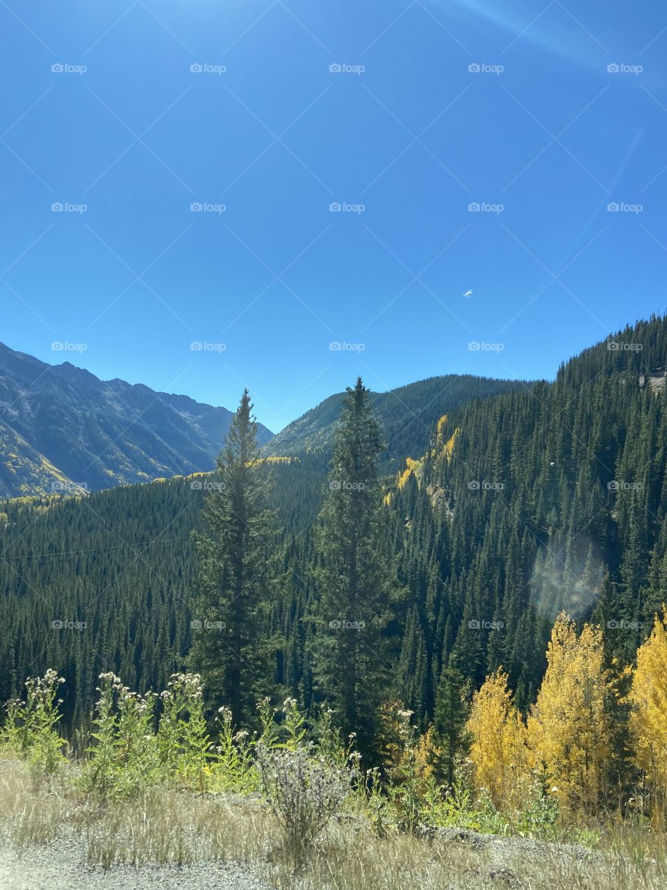 Rocky Mountain trees