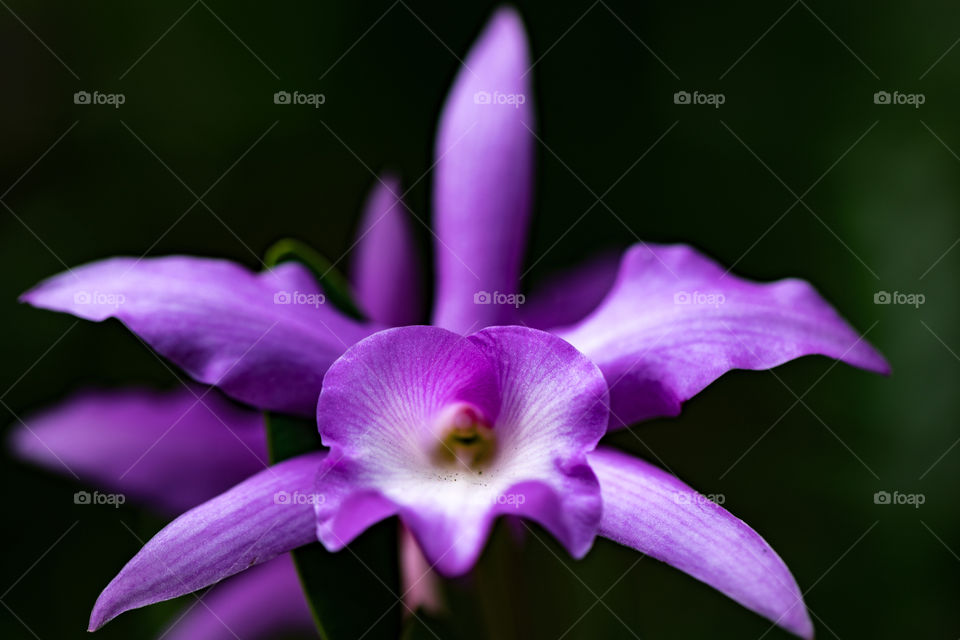 Orchidia