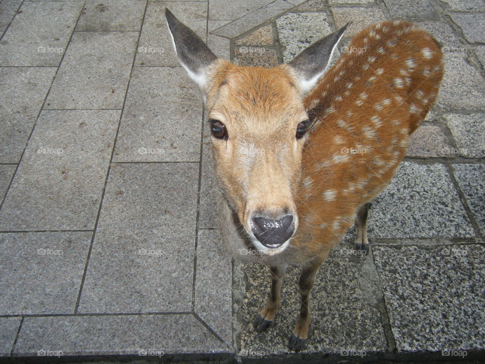 In the deer park in Nara, the deer are wild, yet friendly with visitors. 