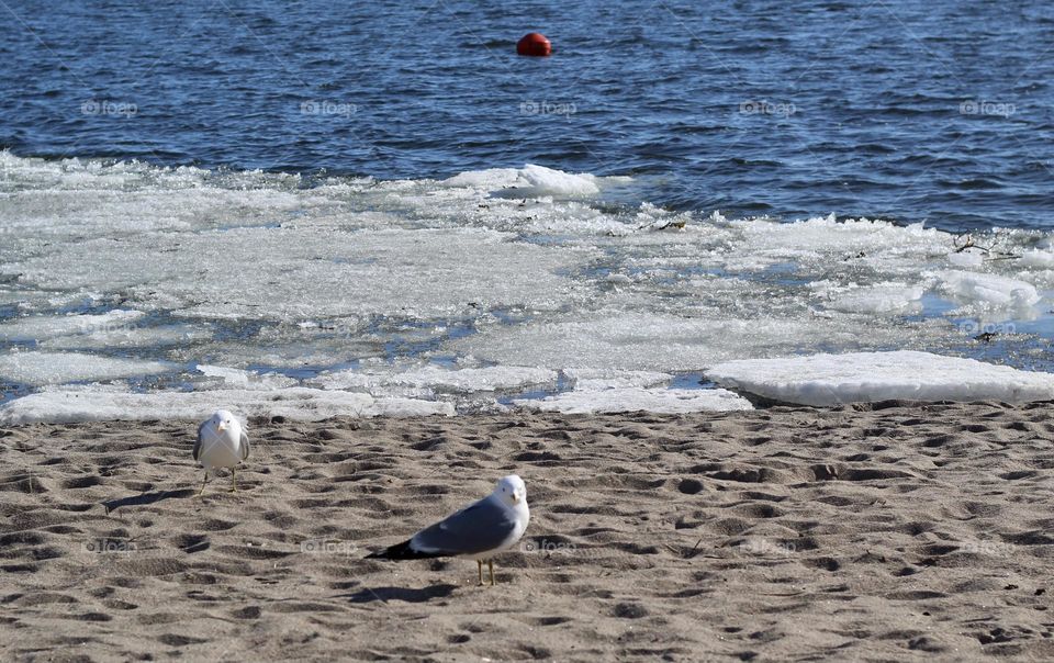Seaguls enjoying the spring