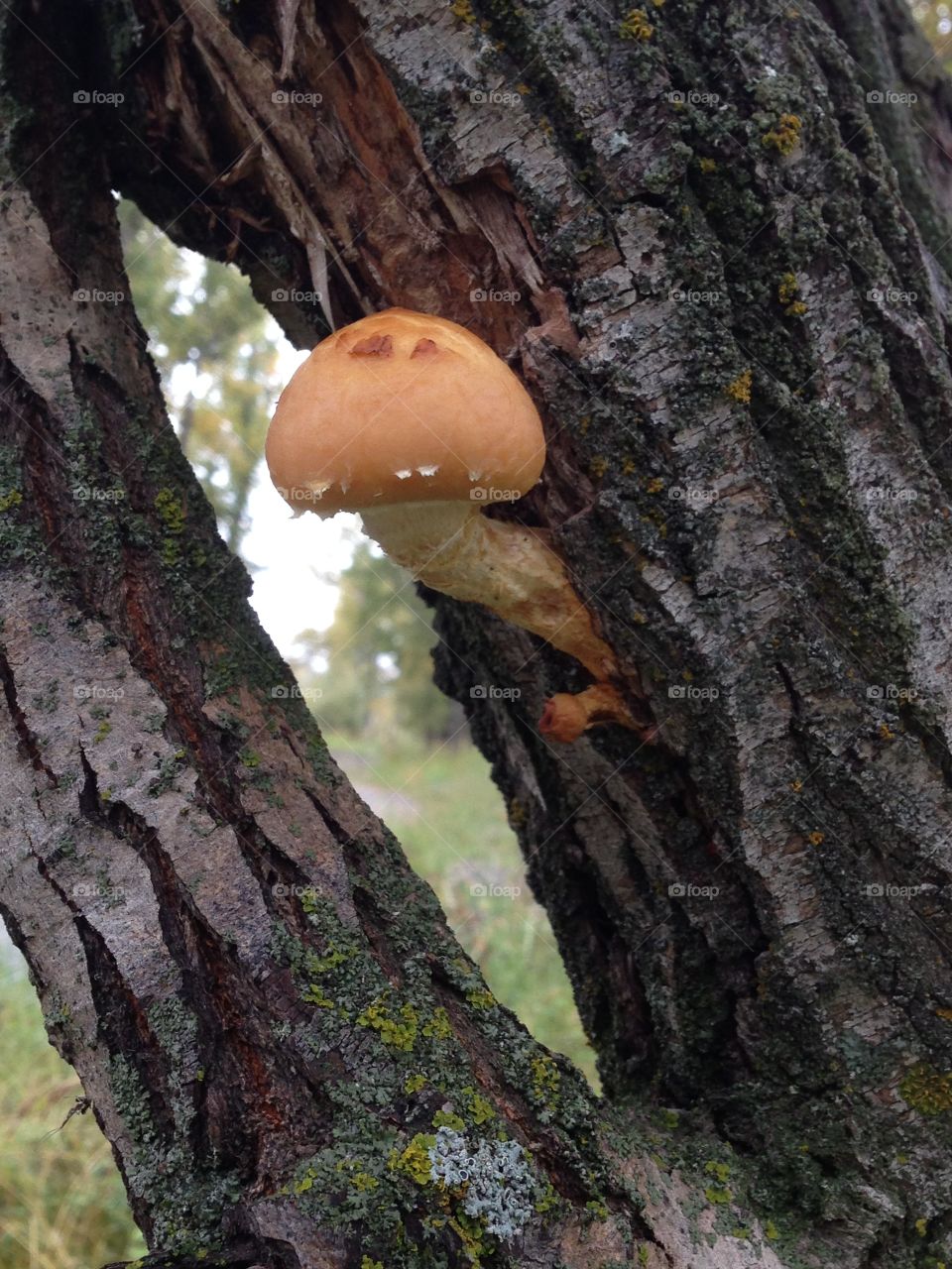Fungi growing on textured tree bark
