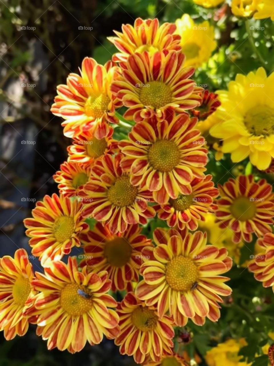 yellow lovely flower