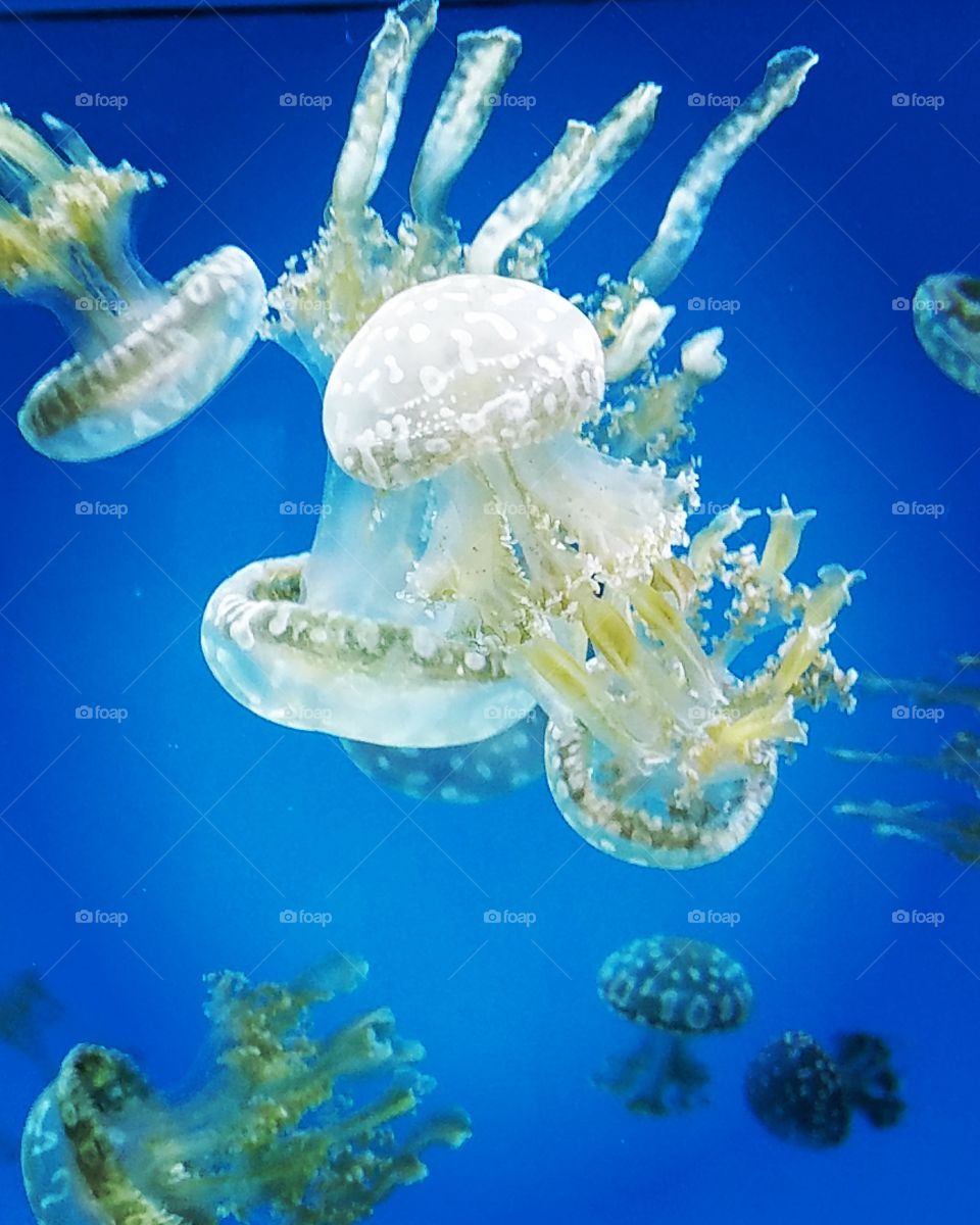 jellyfish