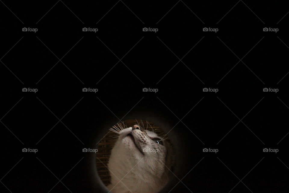 Kitty cat through the peephole 