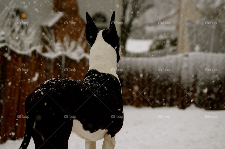 Rear view of a dog in the snow
