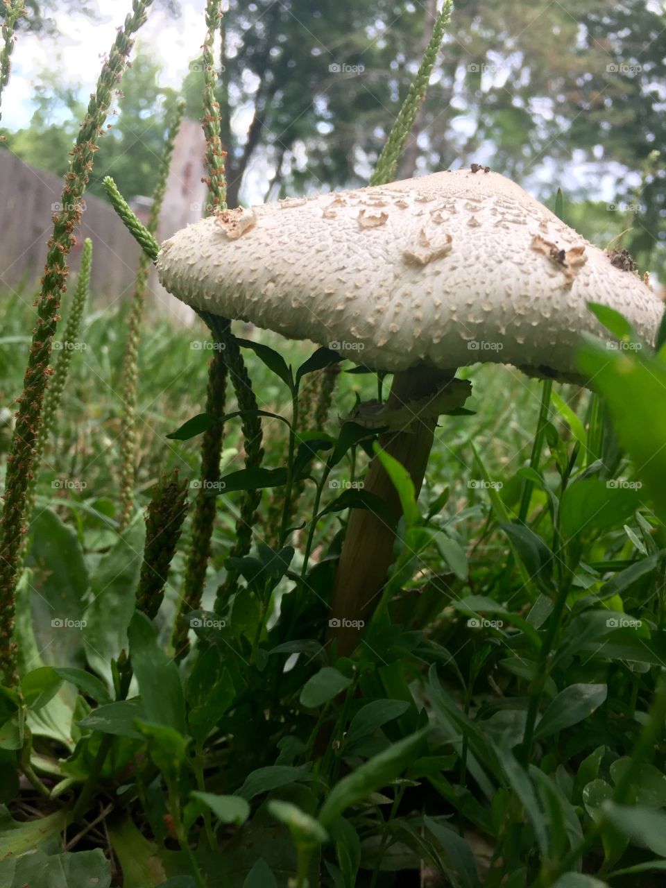 Perfect toad stool