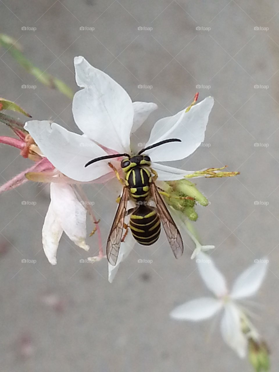 drinking nectar. Yellow Jacket drinking nectar.