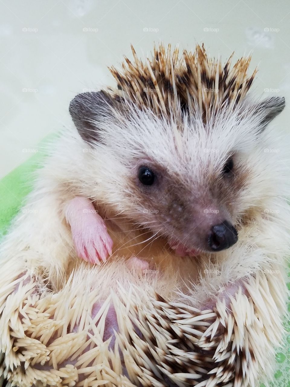 hedgehog