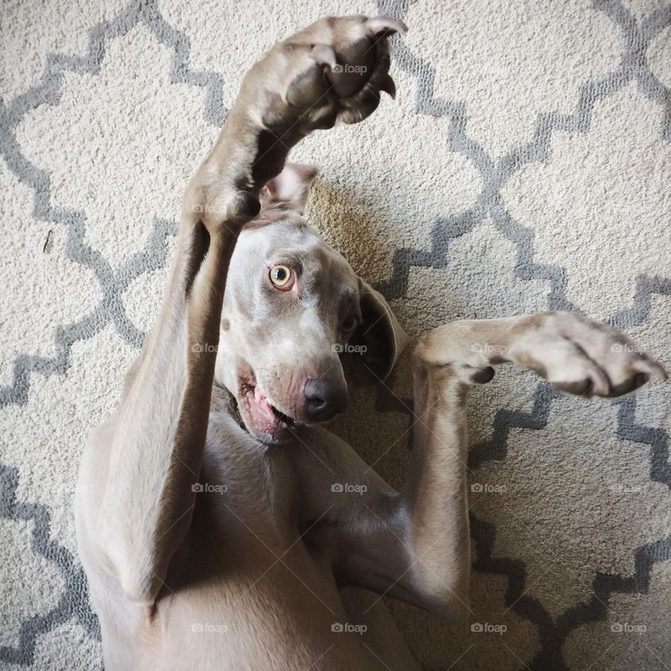 Playful Weimaraner 